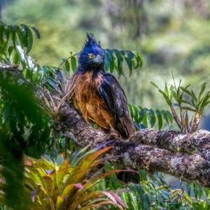 Black and chestnut eagle
